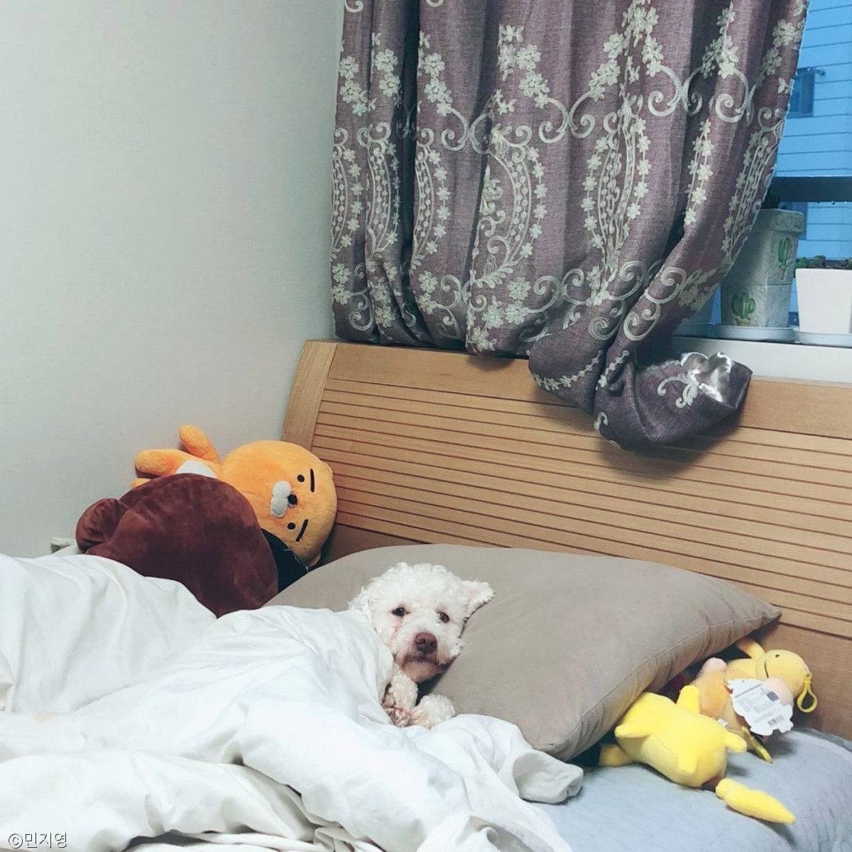 노트펫