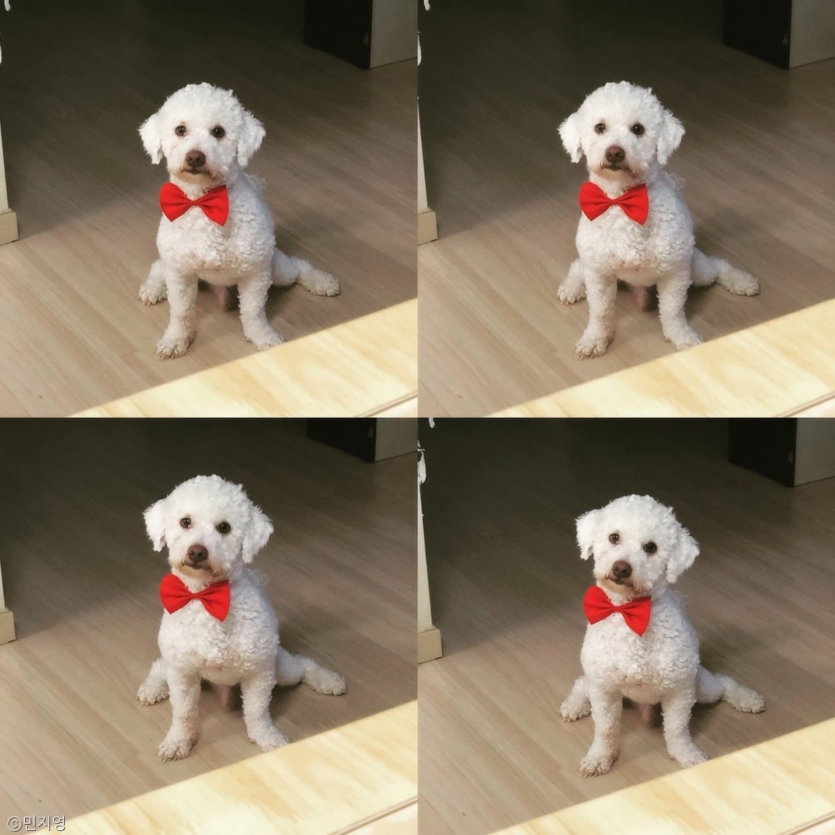 노트펫