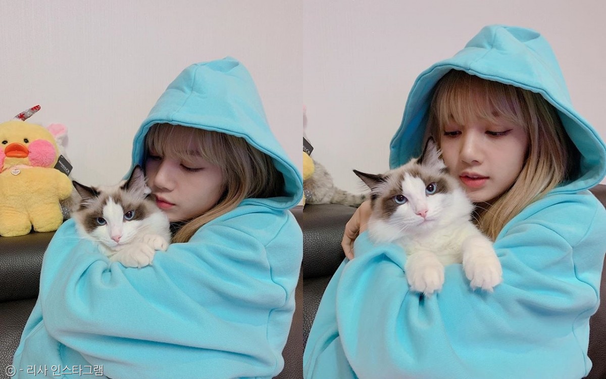 노트펫