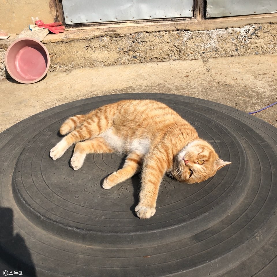 노트펫