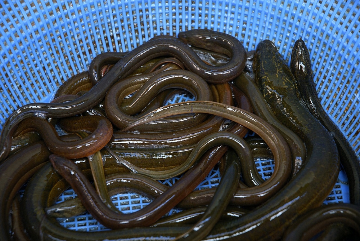노트펫