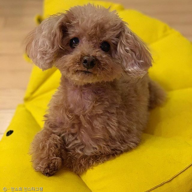 노트펫