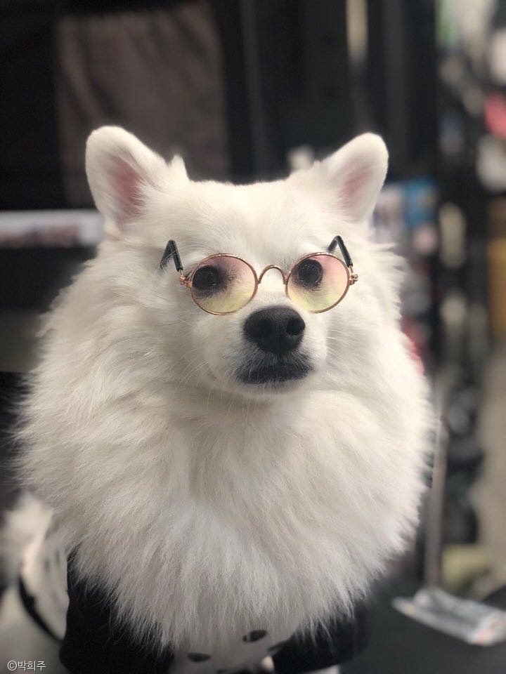 노트펫