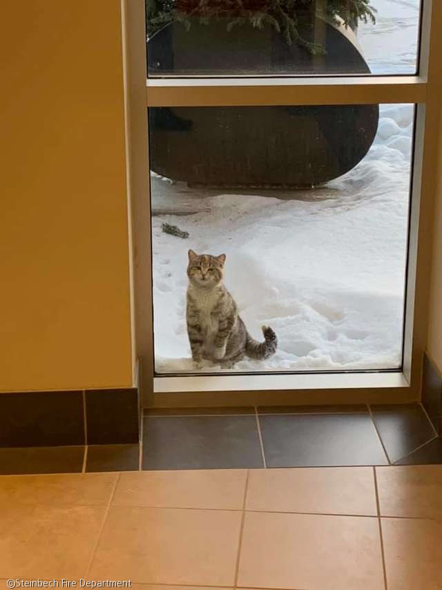 노트펫