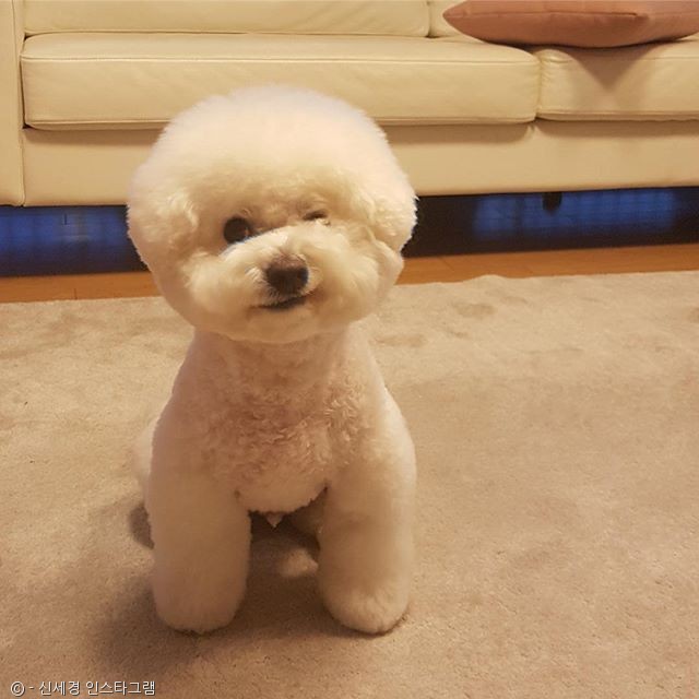 노트펫