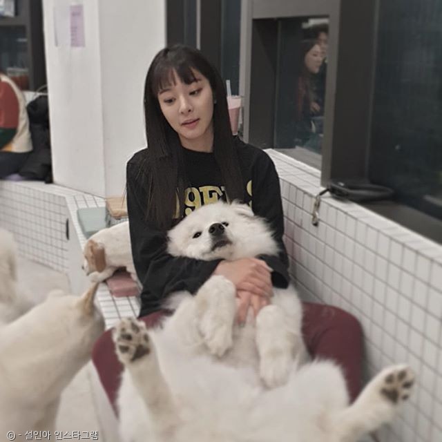 노트펫