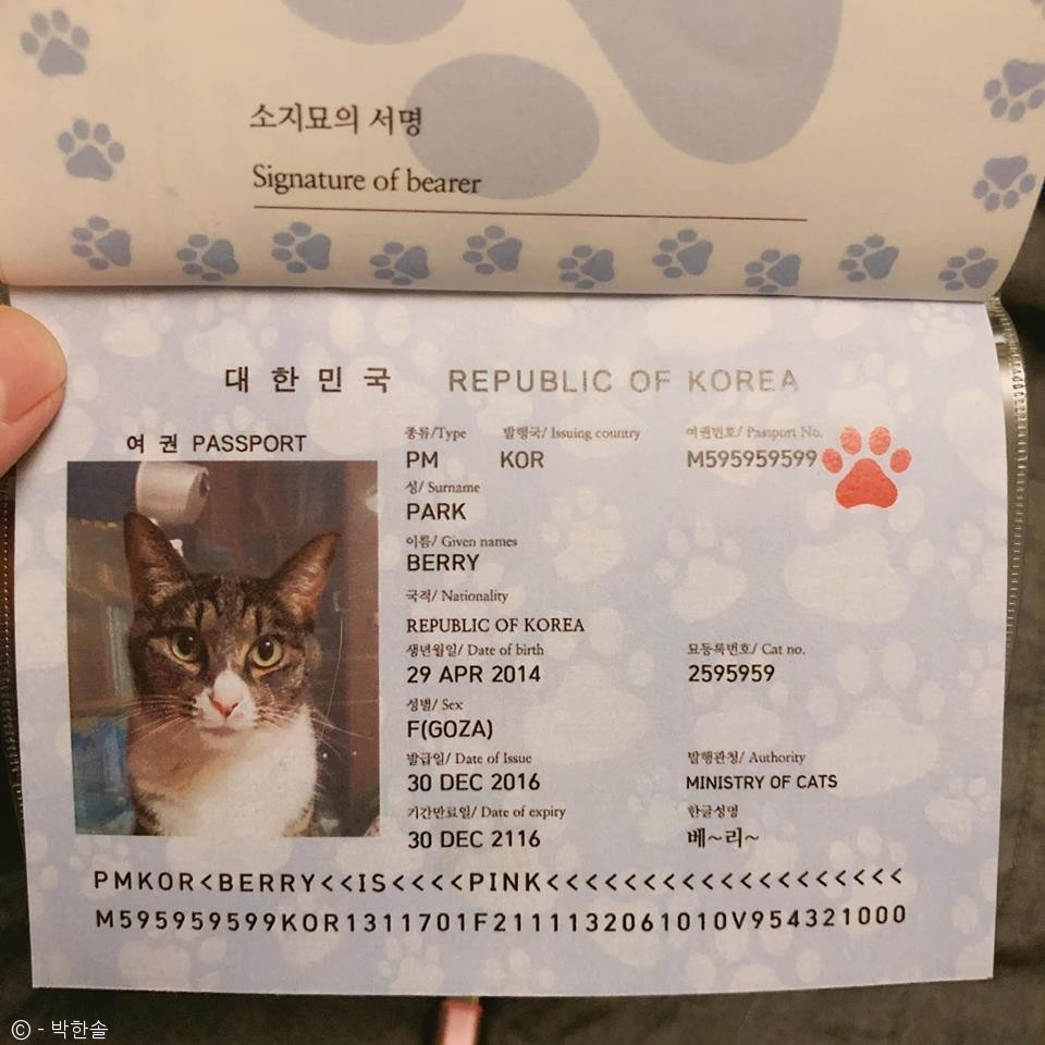 노트펫