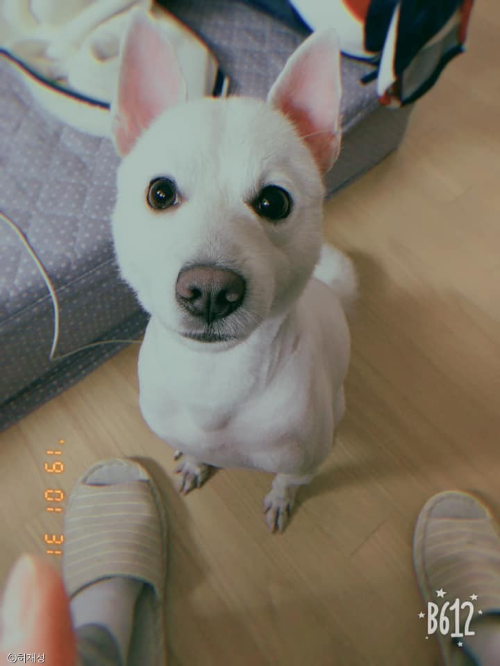 노트펫