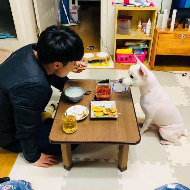 노트펫