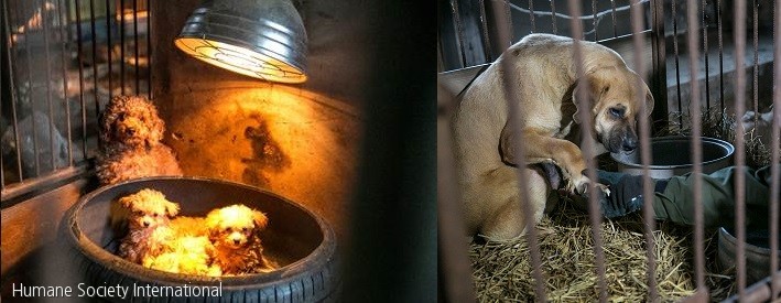 노트펫