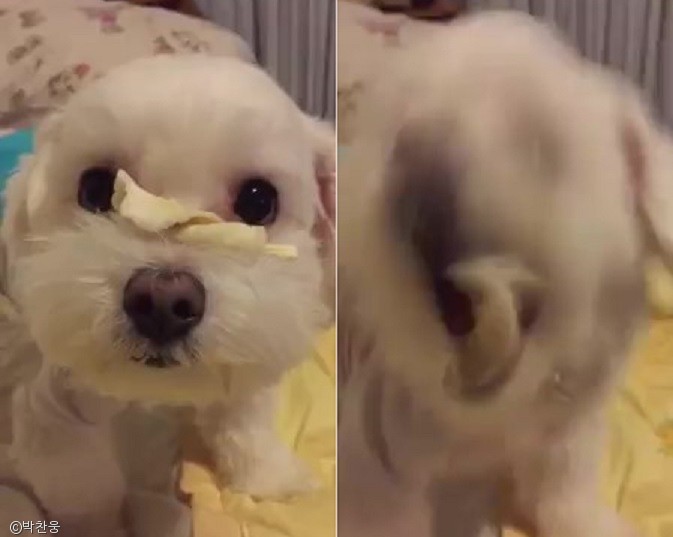 노트펫