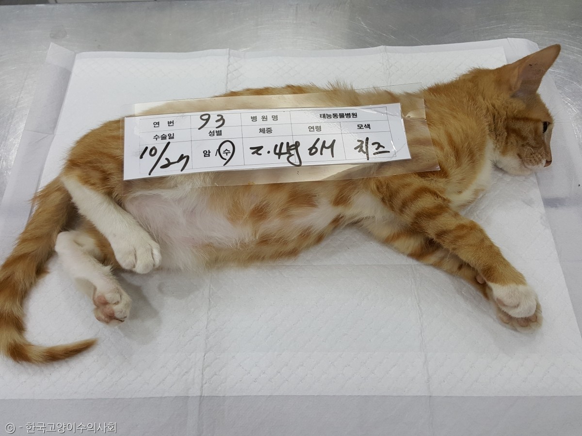 노트펫