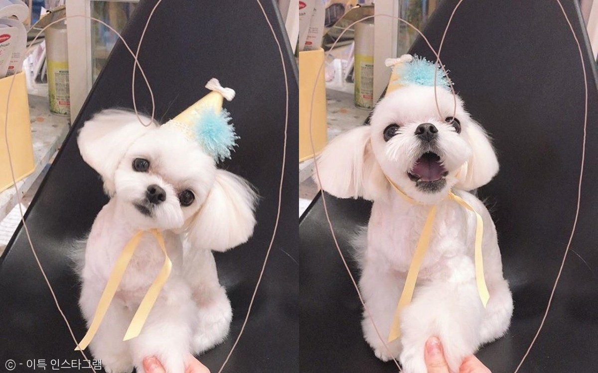 노트펫