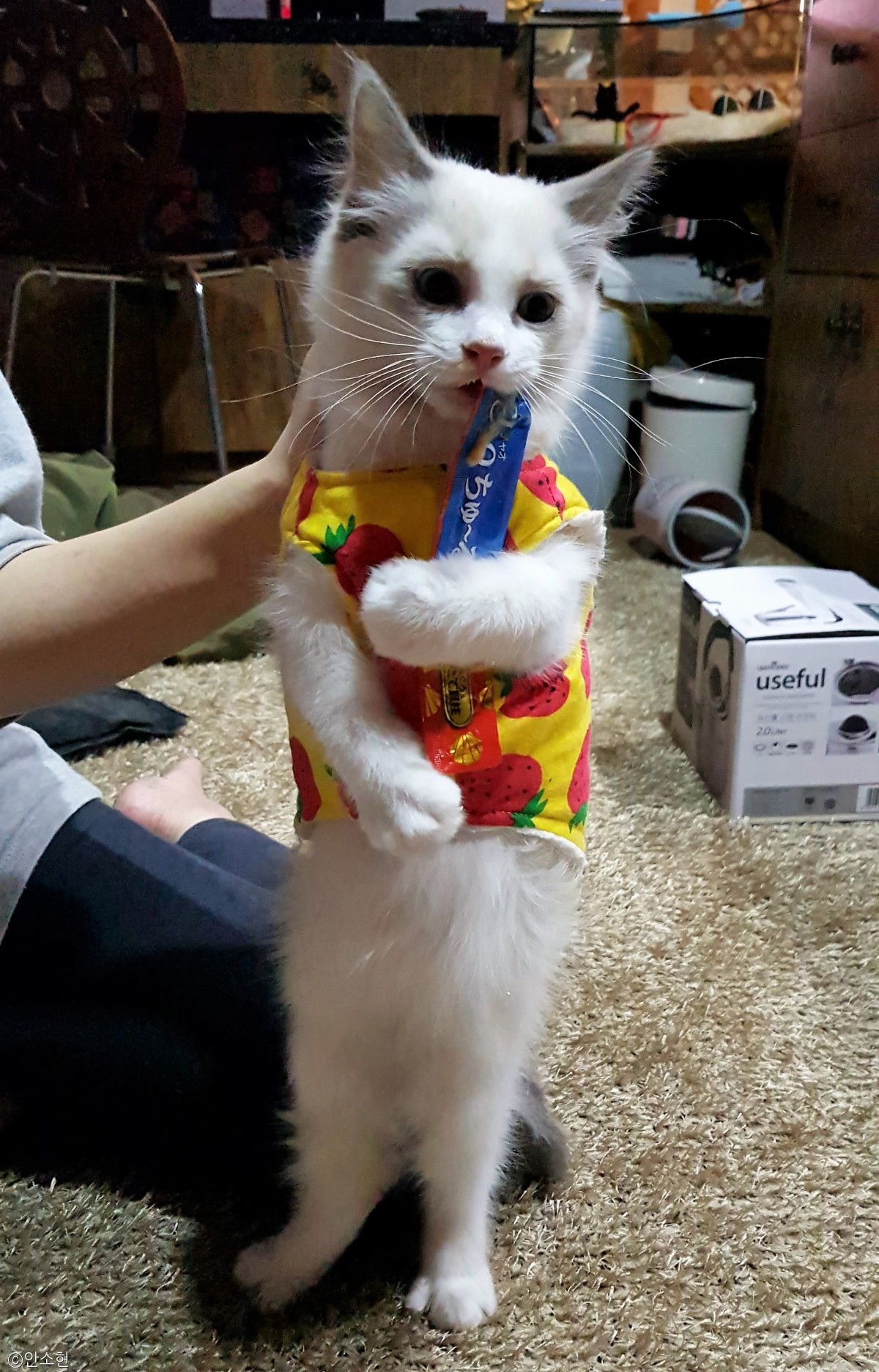 노트펫