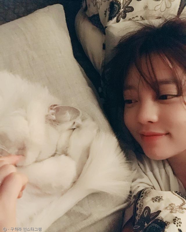 노트펫