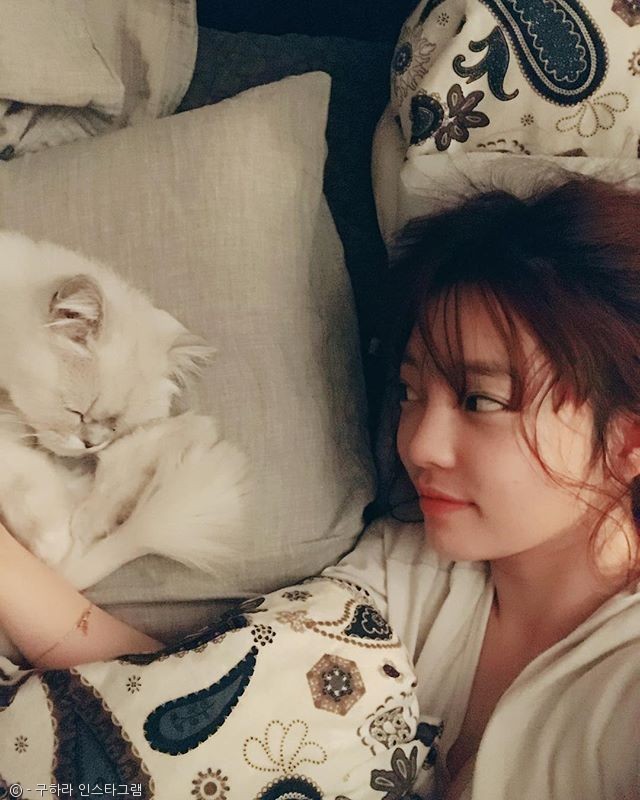 노트펫