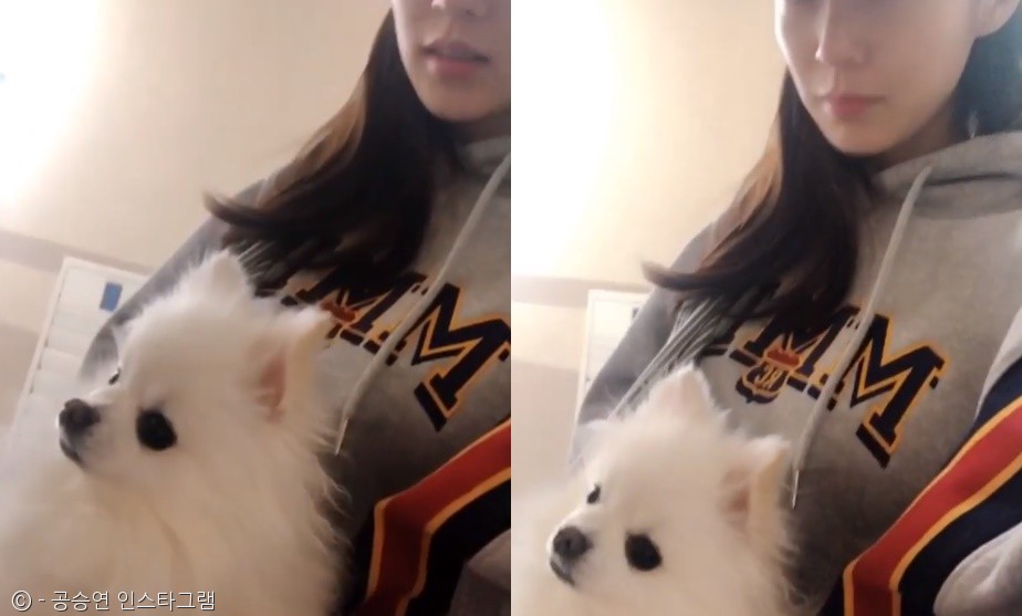 노트펫