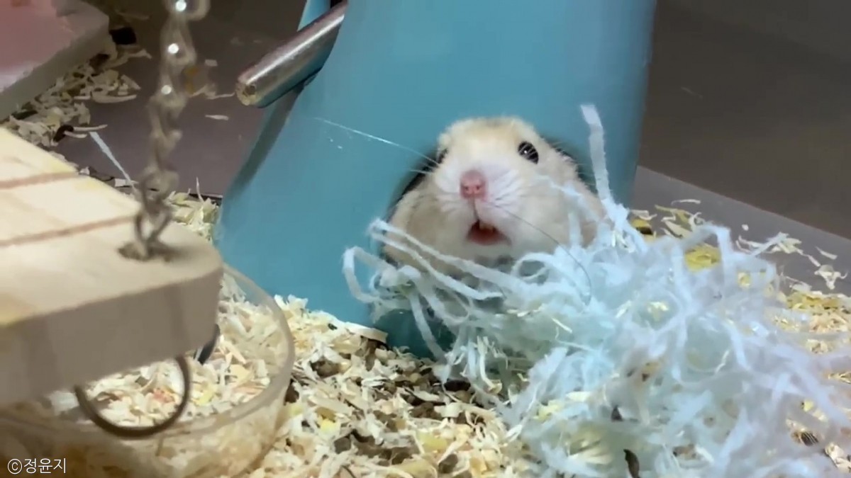 노트펫