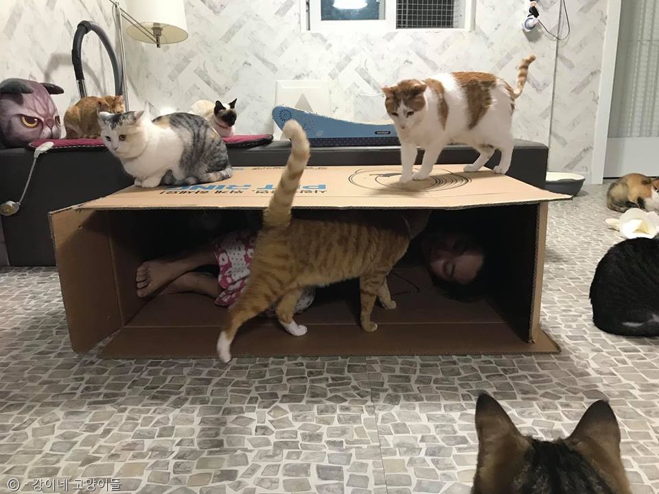 노트펫