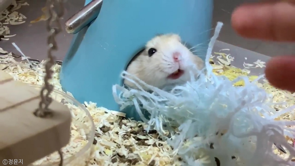 노트펫