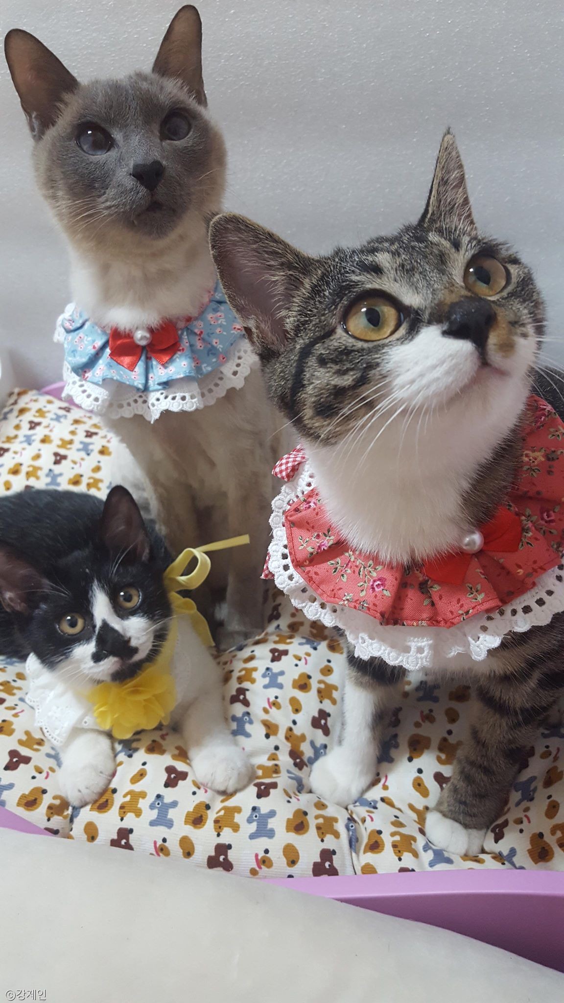 노트펫