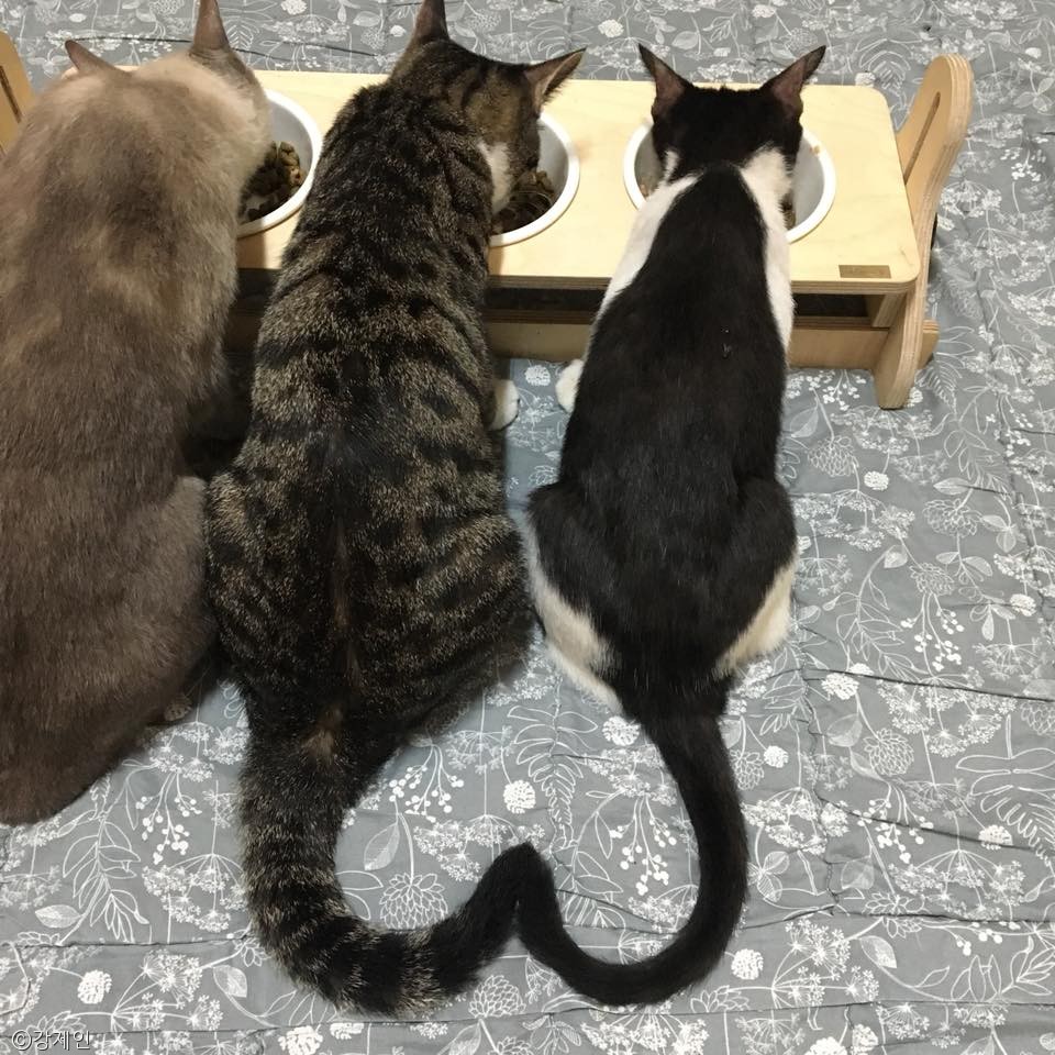 노트펫