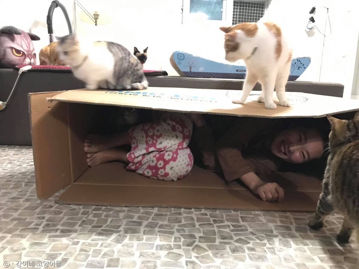 노트펫