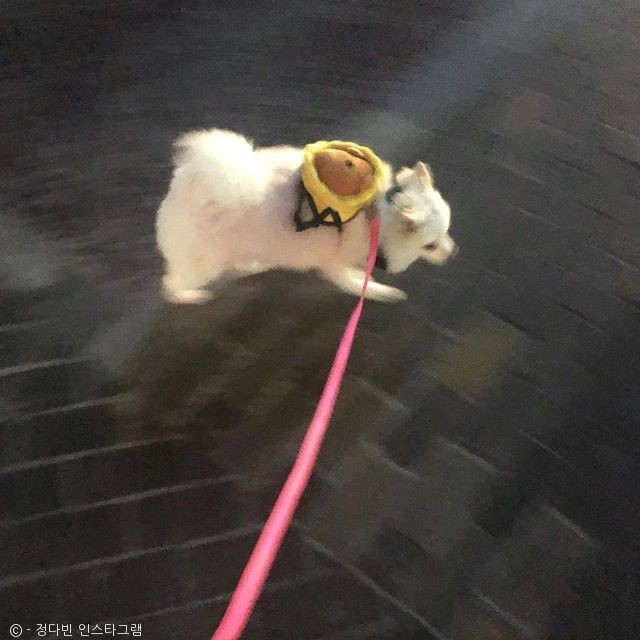 노트펫