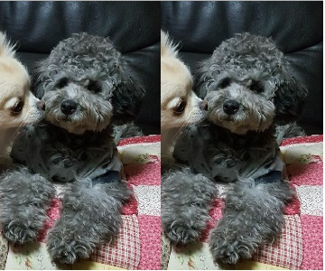 노트펫