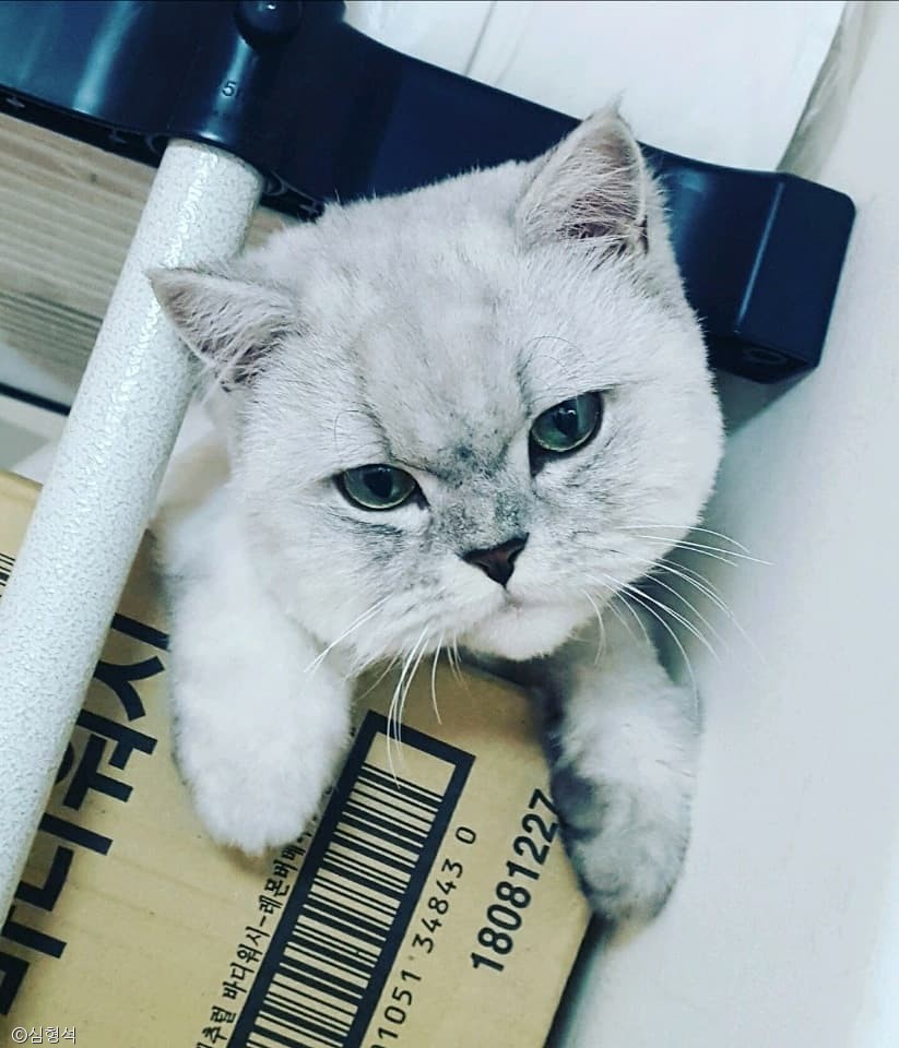 노트펫