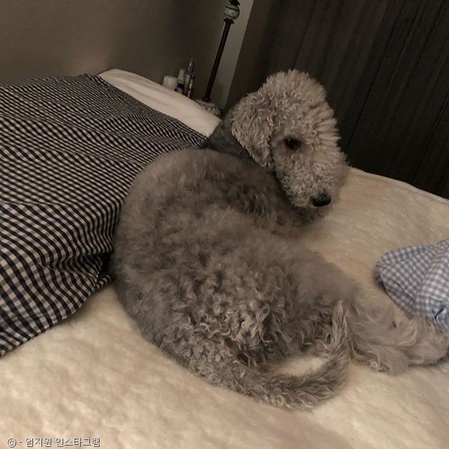 노트펫