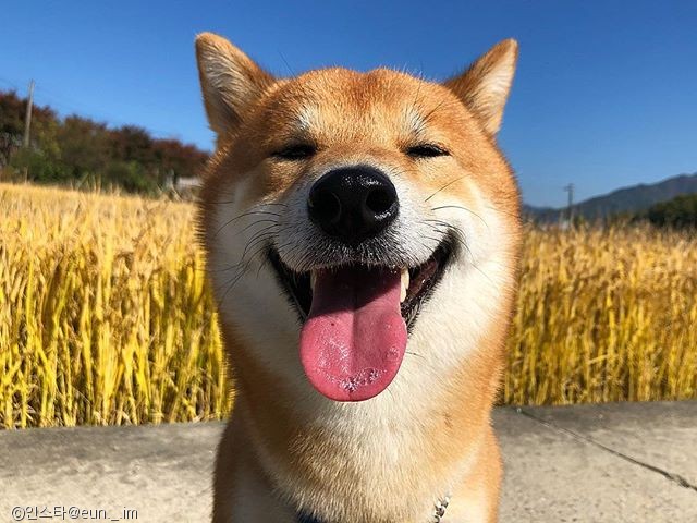 노트펫