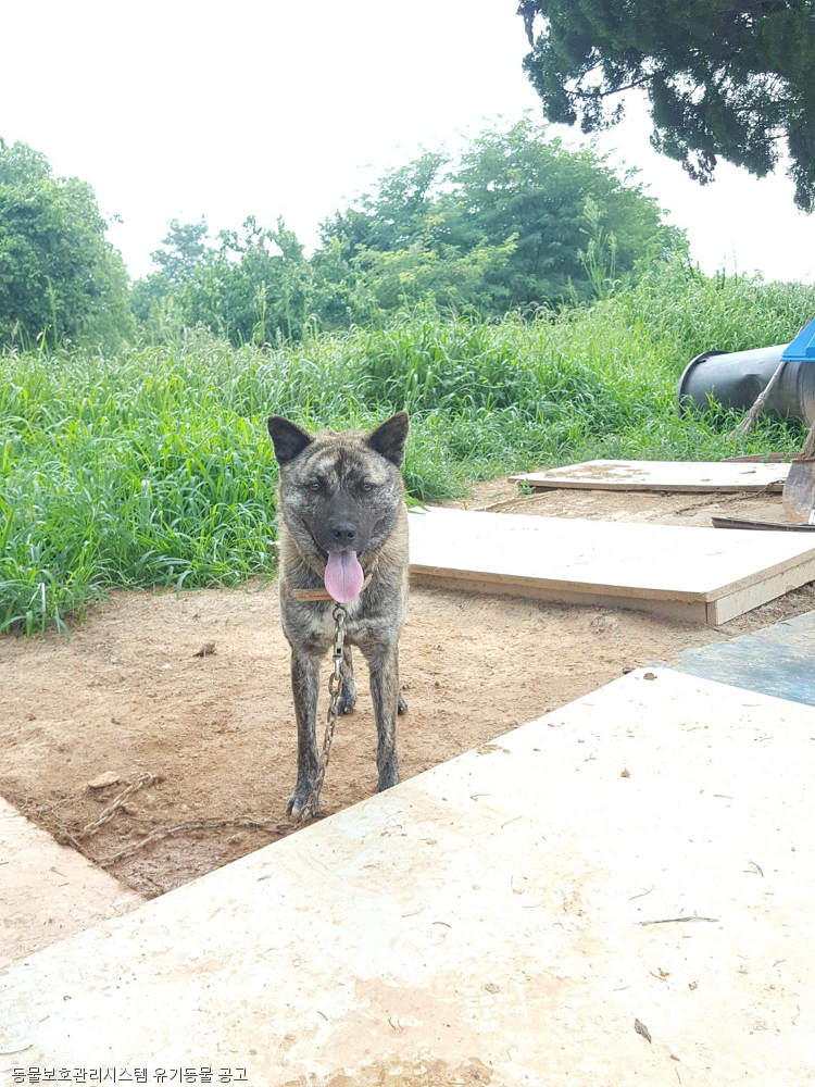노트펫