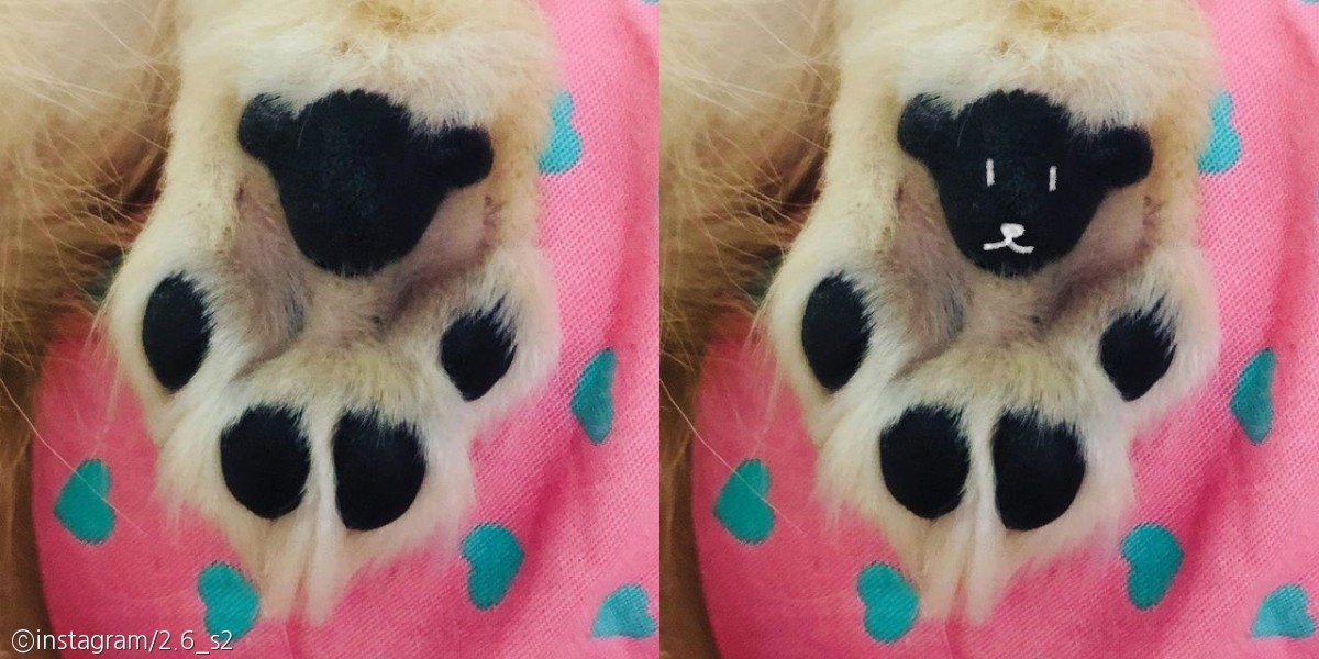 노트펫