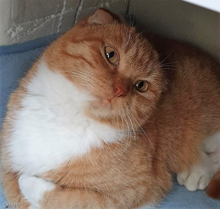 노트펫