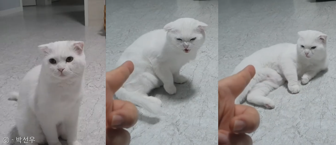 노트펫