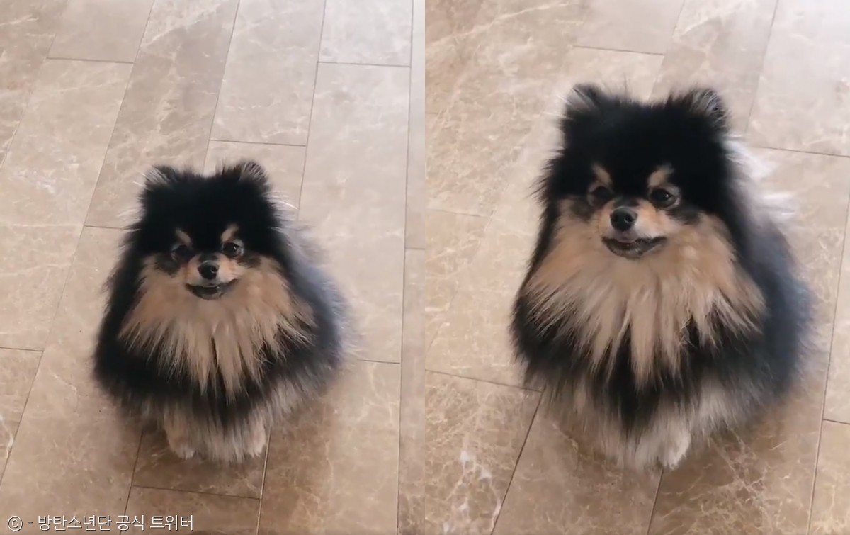 노트펫