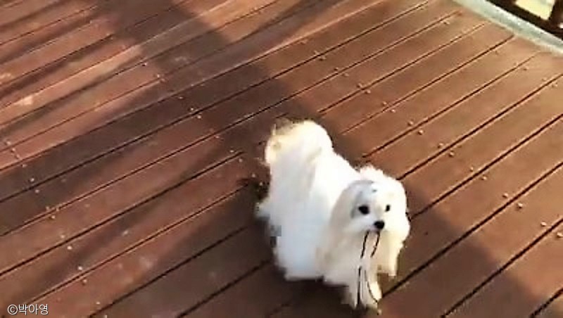 노트펫