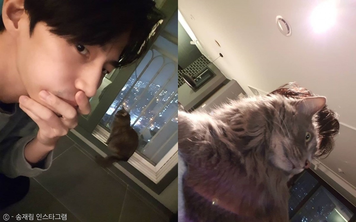 노트펫