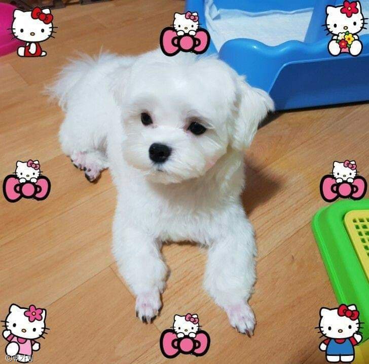 노트펫