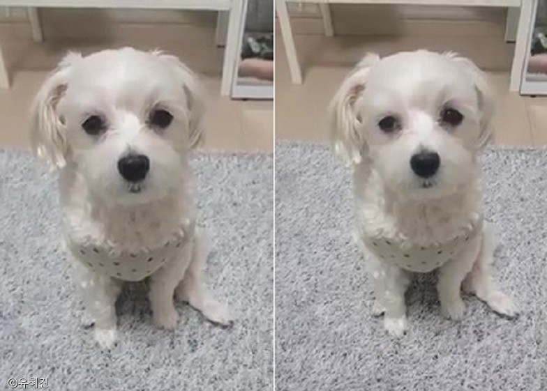노트펫