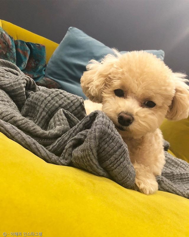 노트펫