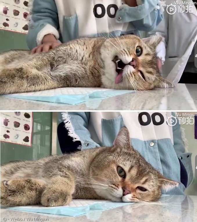 노트펫