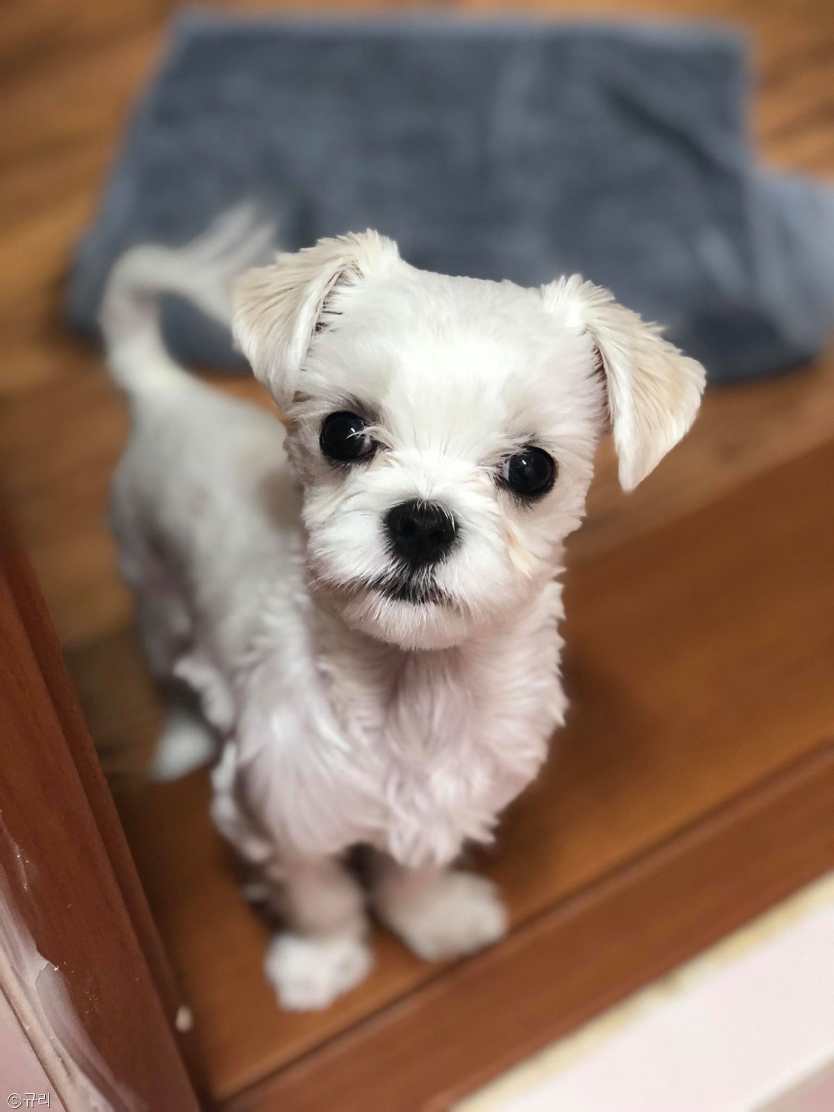 노트펫