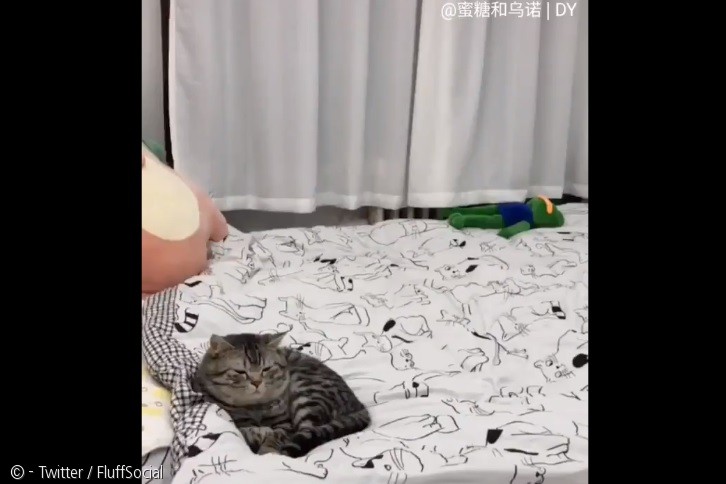 노트펫