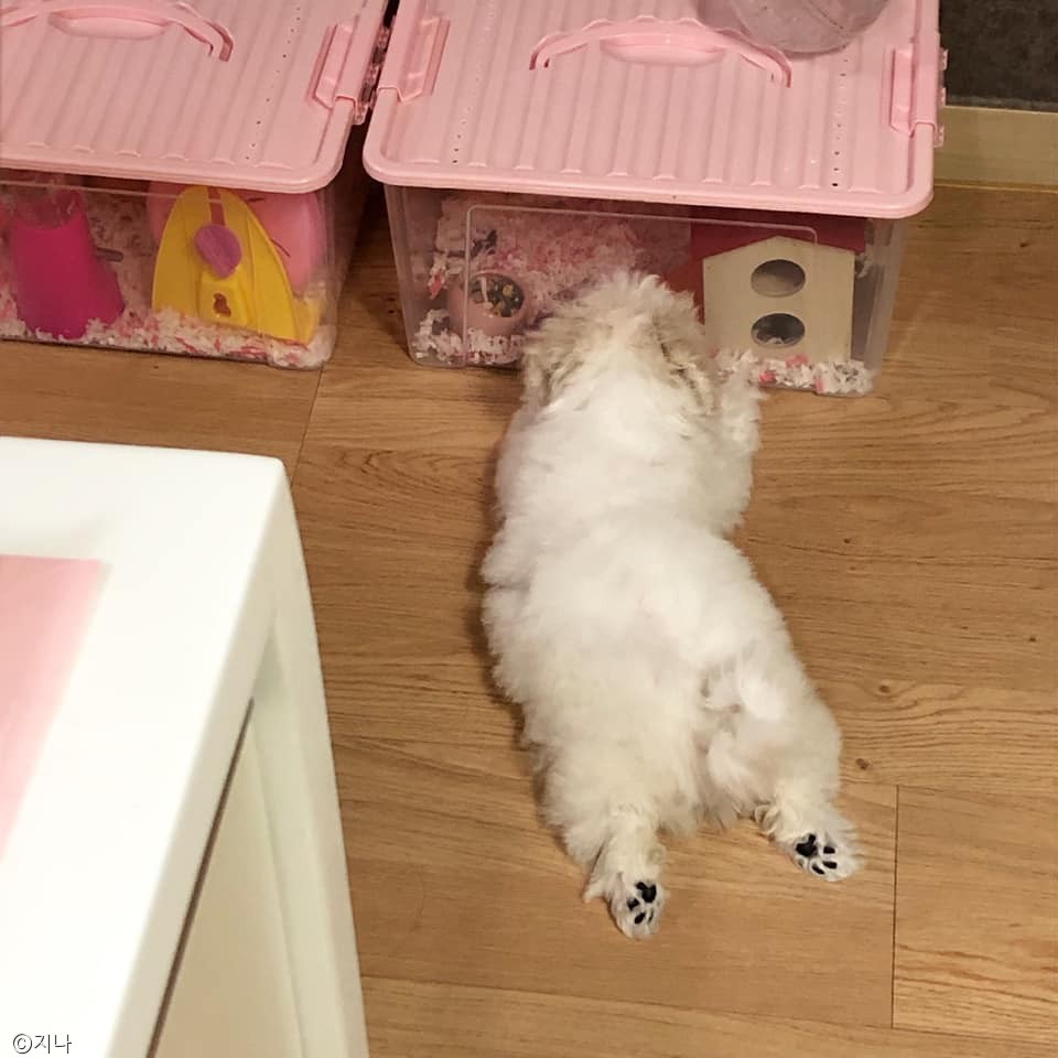 노트펫