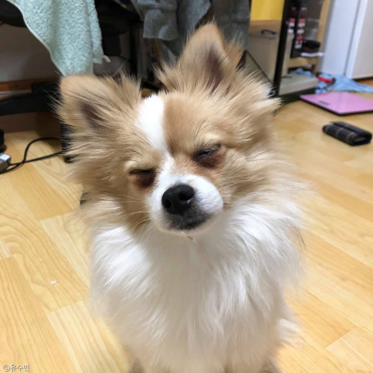 노트펫