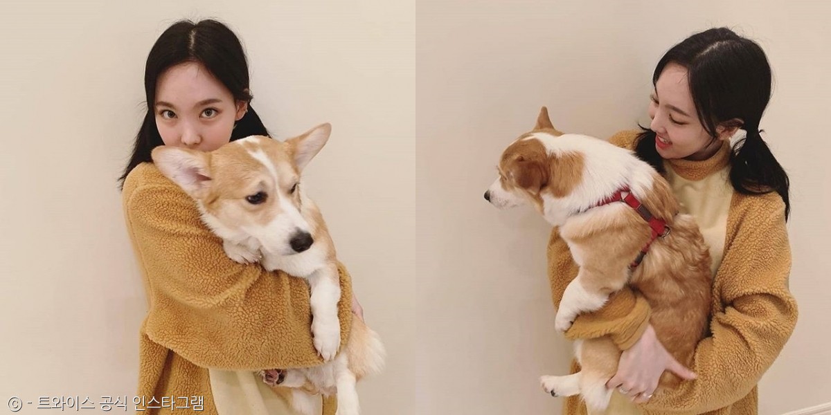 노트펫