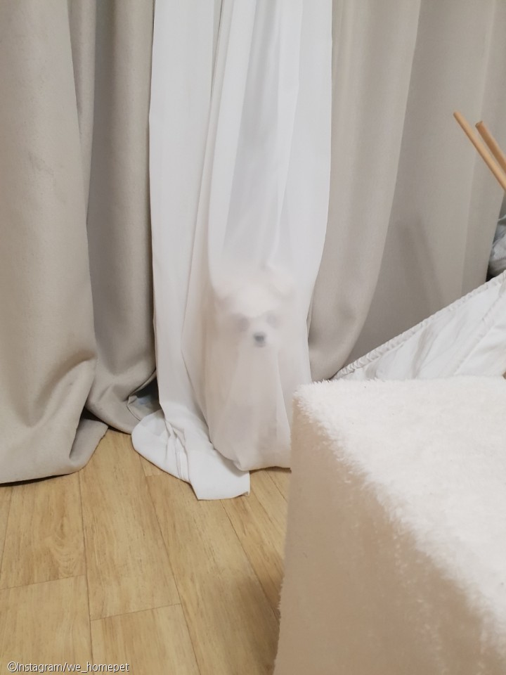 노트펫