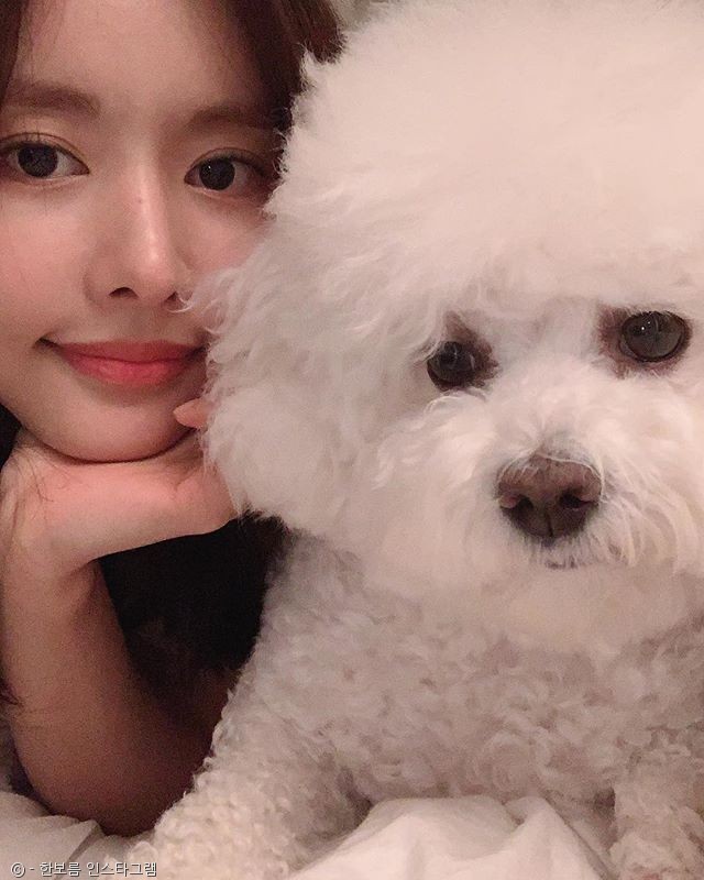 노트펫